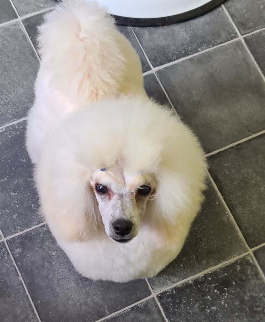 magical obsession Rufus