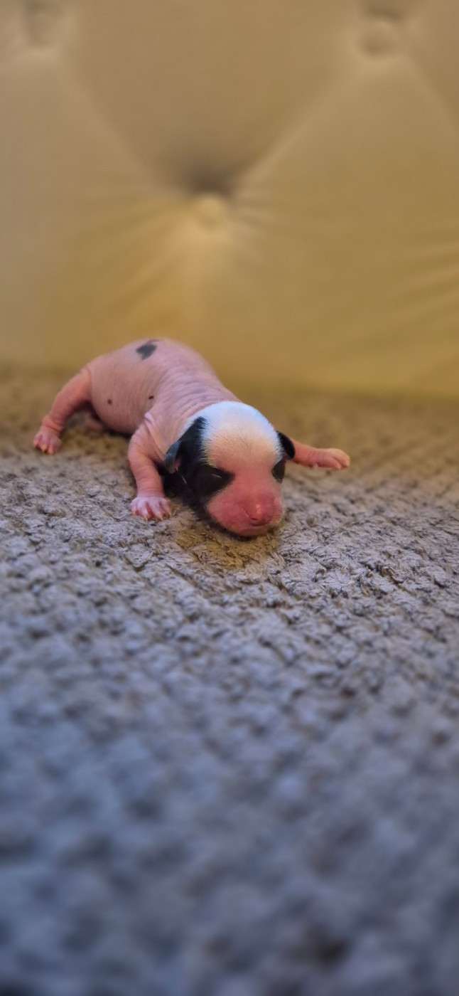 De L'Eden Angel - Chiots disponibles - Chien chinois à crête