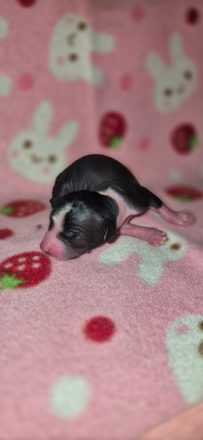 De L'Eden Angel - Chiots disponibles - Chien chinois à crête