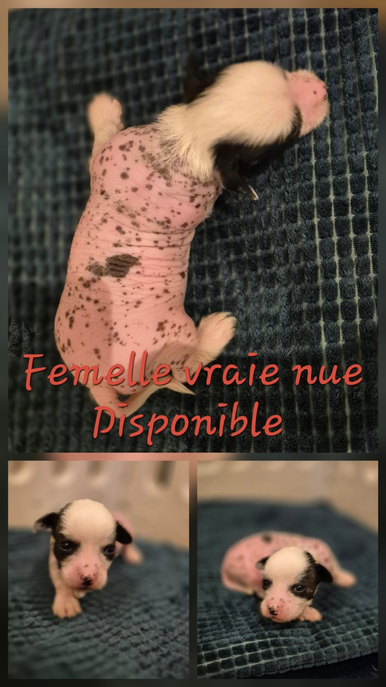 De L'Eden Angel - Chiots disponibles - Chien chinois à crête