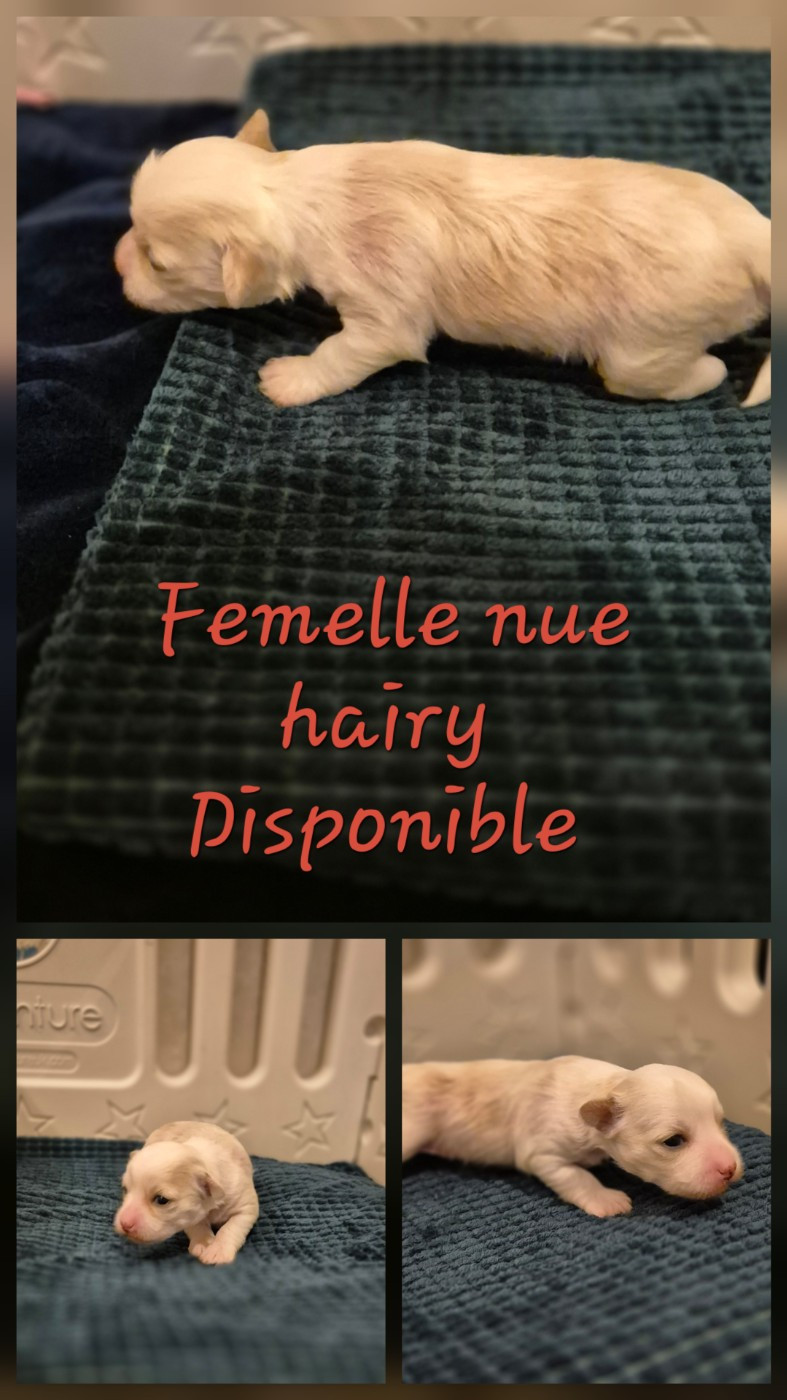 De L'Eden Angel - Chiots disponibles - Chien chinois à crête