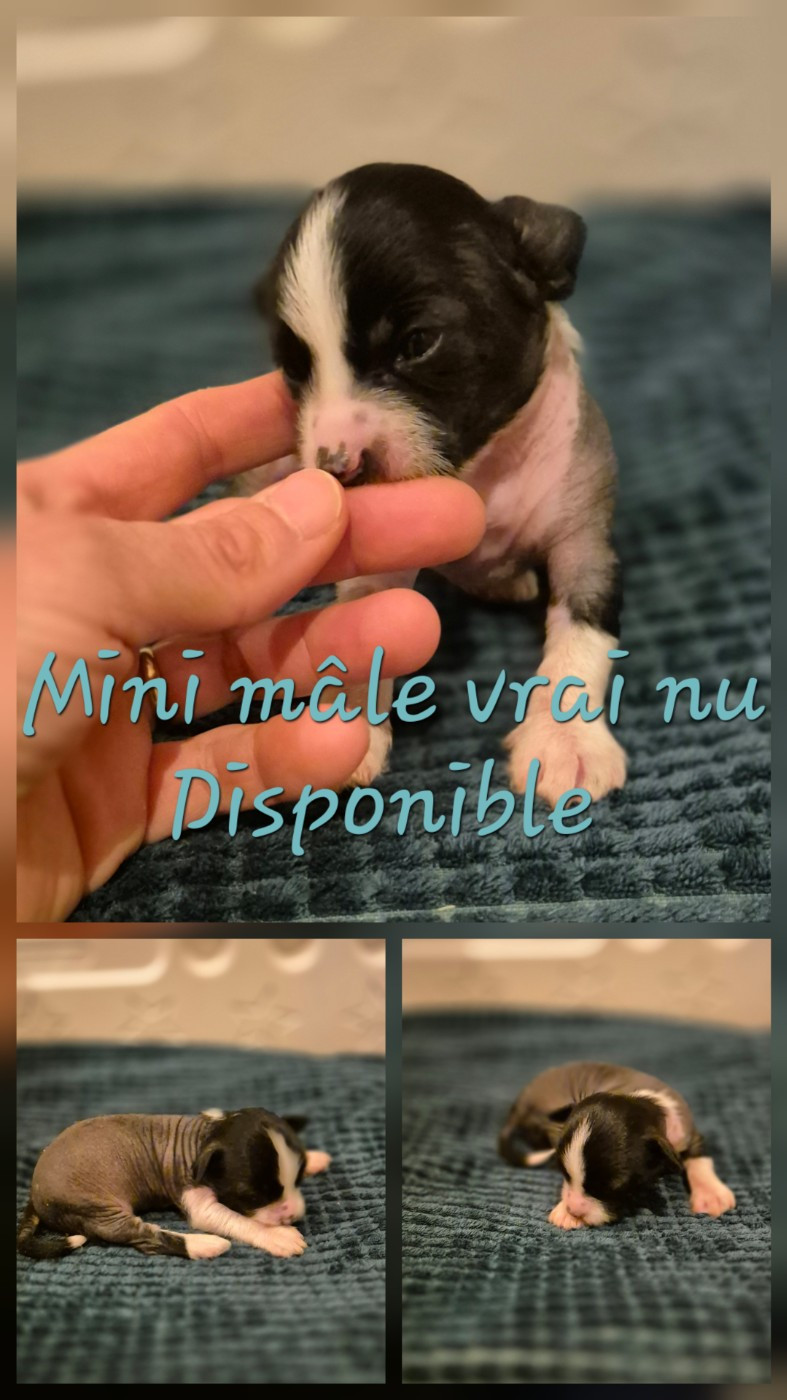 De L'Eden Angel - Chiots disponibles - Chien chinois à crête