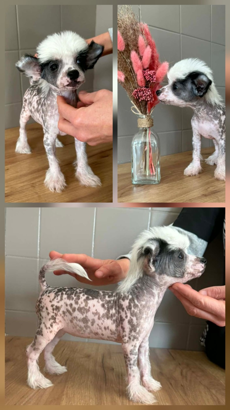 De L'Eden Angel - Chiots disponibles - Chien chinois à crête