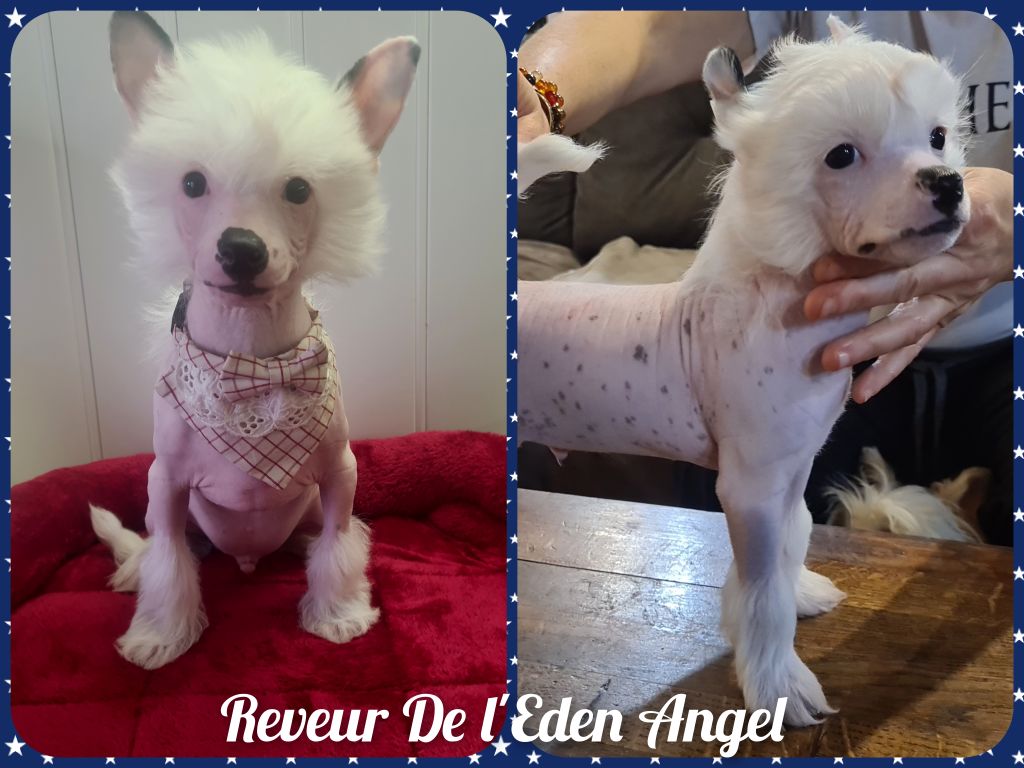 De L'Eden Angel - Chien chinois à crête - Portée née le 12/10/2020